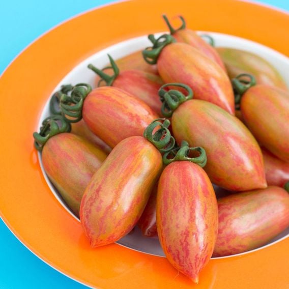Tomato 'Pink Tiger' - Heirloom Tomato Seeds