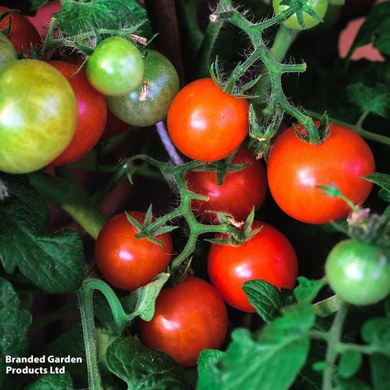 Tomato 'Ponchi-re'