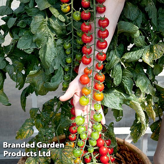 Tomato Rapunzel F1 - Seeds