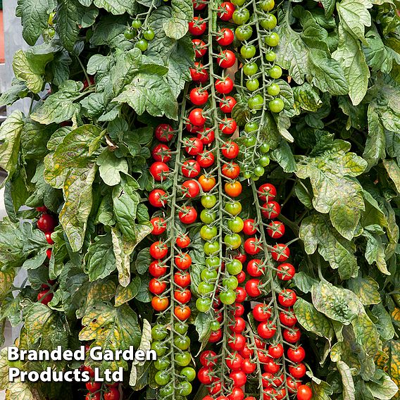 Tomato Rapunzel F1 - Seeds