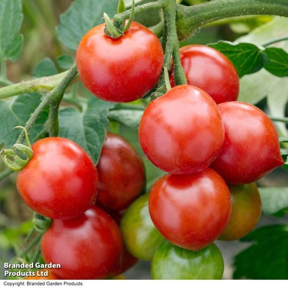 Tomato 'Red Alert (Determinate)' - Seeds