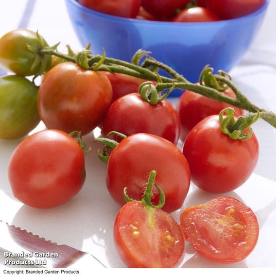 Tomato 'Red Alert (Determinate)' - Seeds