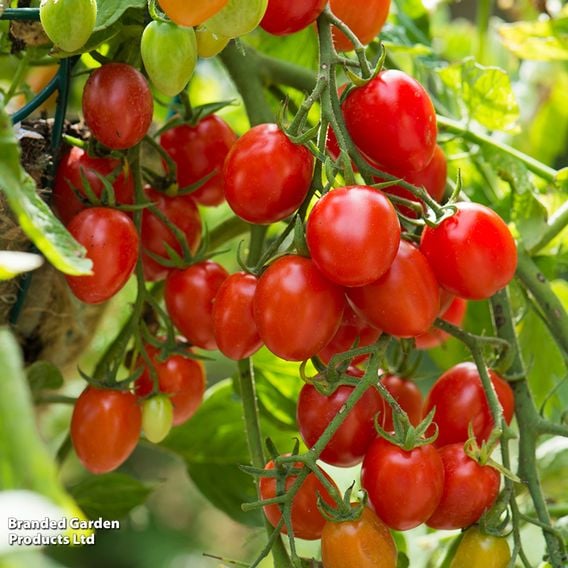 Tomato 'Romello' (Determinate) F1 - Seeds