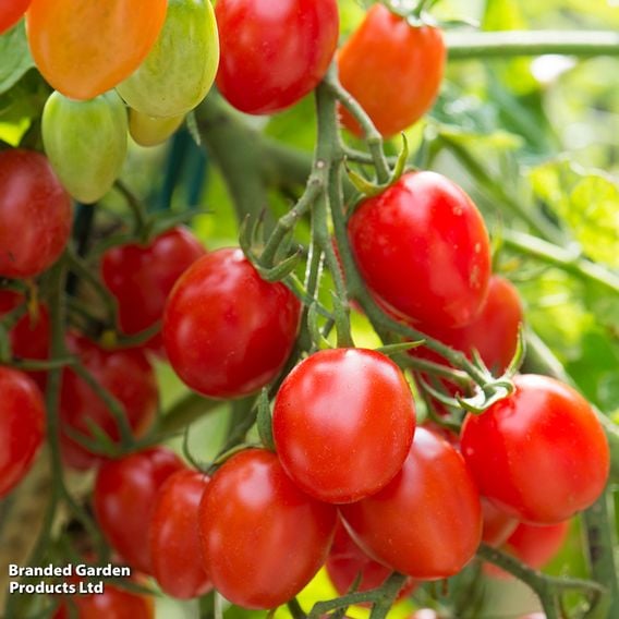 Tomato 'Romello' (Determinate) F1 - Seeds
