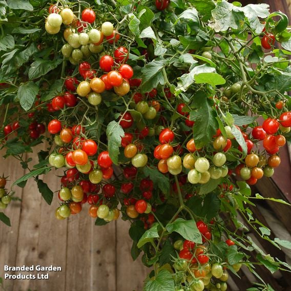 Tomato 'Romello' (Determinate) F1 - Seeds