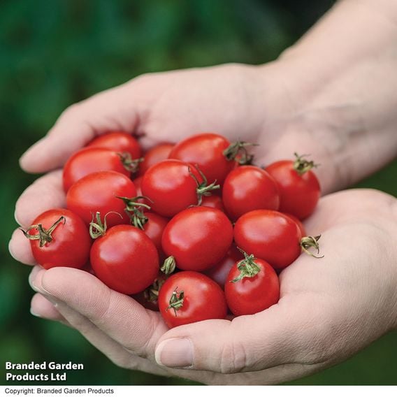 Tomato 'Romello' (Determinate) F1 - Seeds