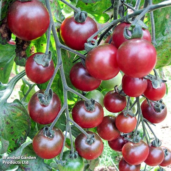 Tomato 'Rosella (Indeterminate)' - Seeds