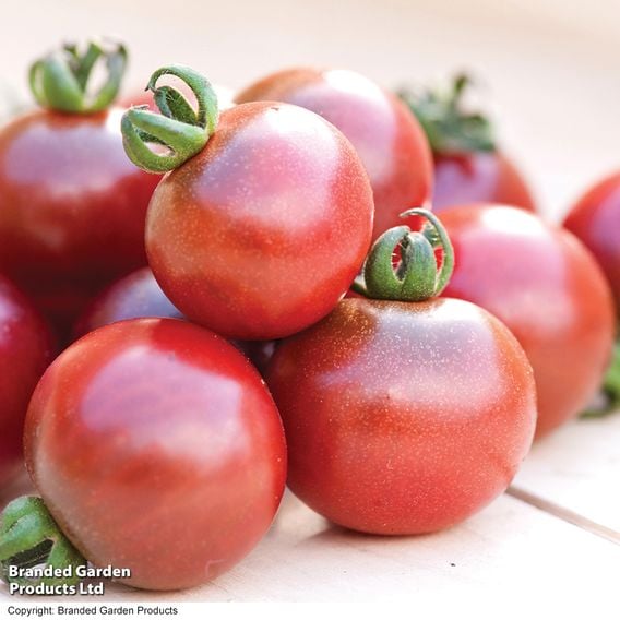 Tomato 'Rosella (Indeterminate)' - Seeds