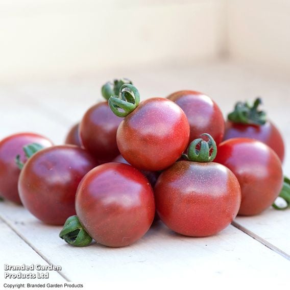 Tomato 'Rosella (Indeterminate)' - Seeds