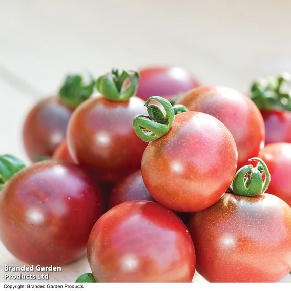 Tomato 'Rosella (Indeterminate)' - Seeds