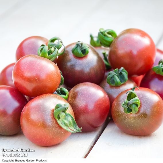 Tomato 'Rosella (Indeterminate)' - Seeds