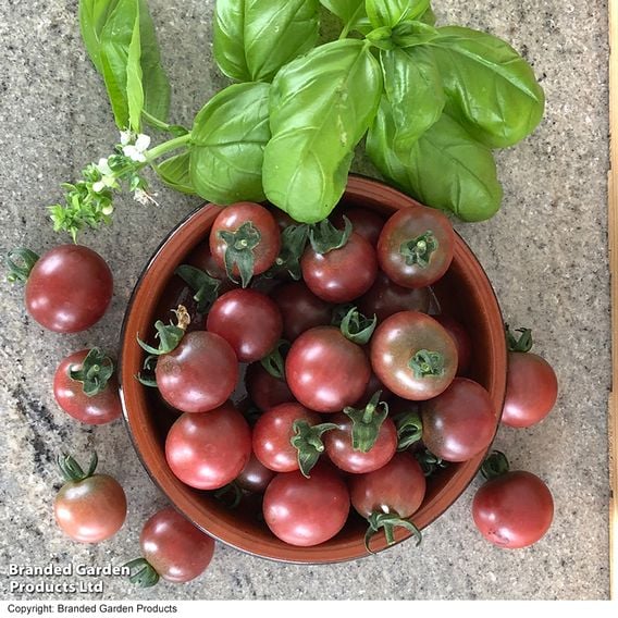Tomato 'Rosella (Indeterminate)' - Seeds