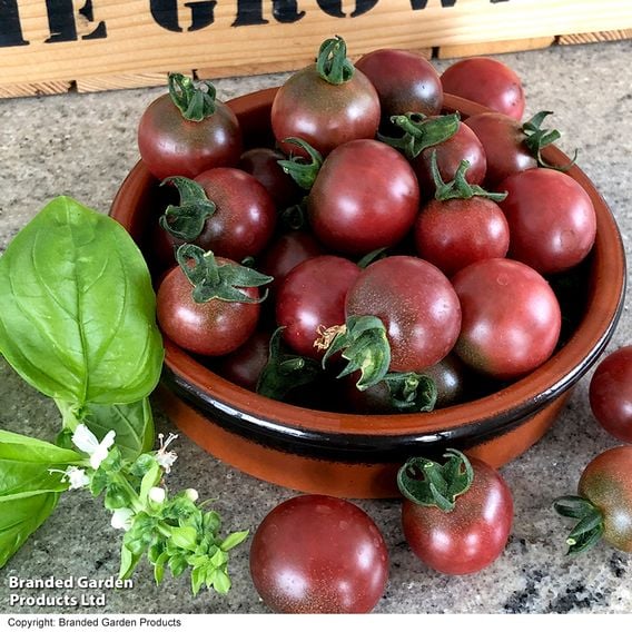 Tomato 'Rosella (Indeterminate)' - Seeds