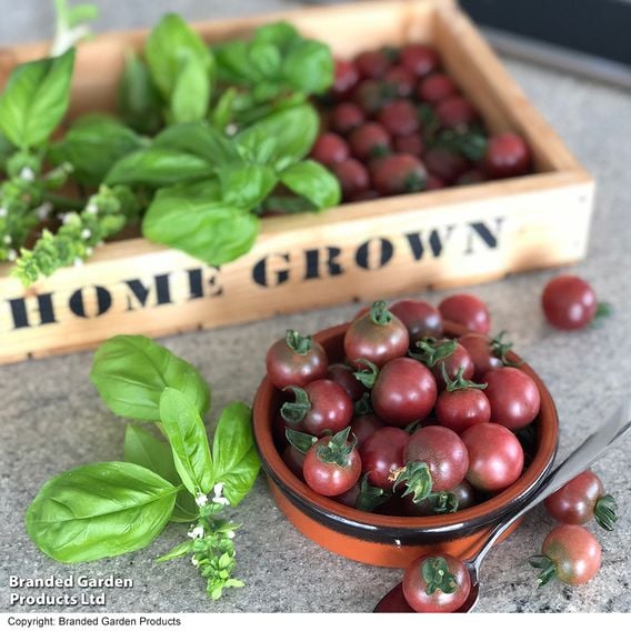Tomato 'Rosella (Indeterminate)' - Seeds