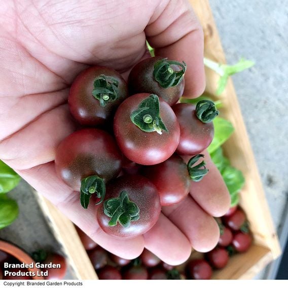 Tomato 'Rosella (Indeterminate)' - Seeds