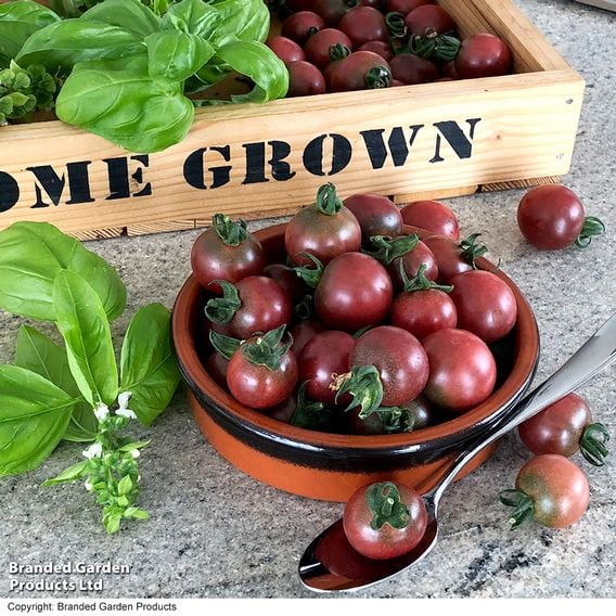 Tomato 'Rosella (Indeterminate)' - Seeds