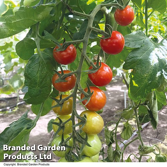 Tomato Rubylicious F1 - Seeds