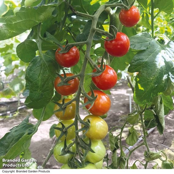 Tomato 'Rubylicious' F1 - Gourmet Veg Seeds