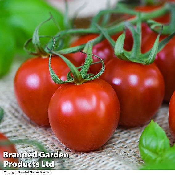 Tomato Rubylicious F1 - Seeds