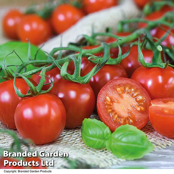 Tomato Rubylicious F1 - Seeds