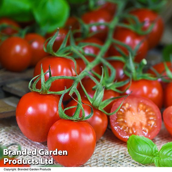 Tomato Rubylicious F1 - Seeds