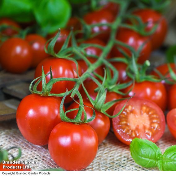Tomato Growers Collection