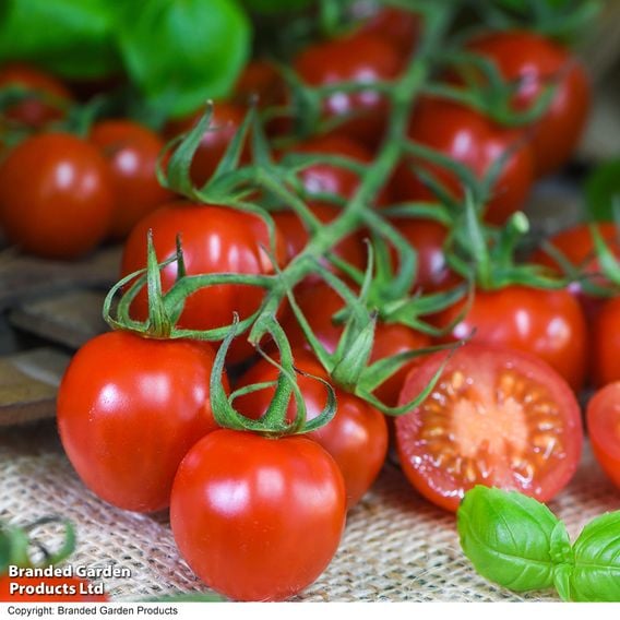Tomato 'Rubylicious' F1 - Gourmet Veg Seeds