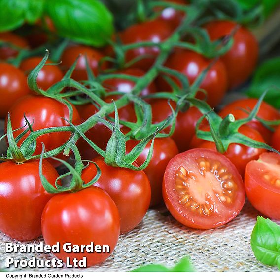 Tomato Rubylicious F1 - Seeds