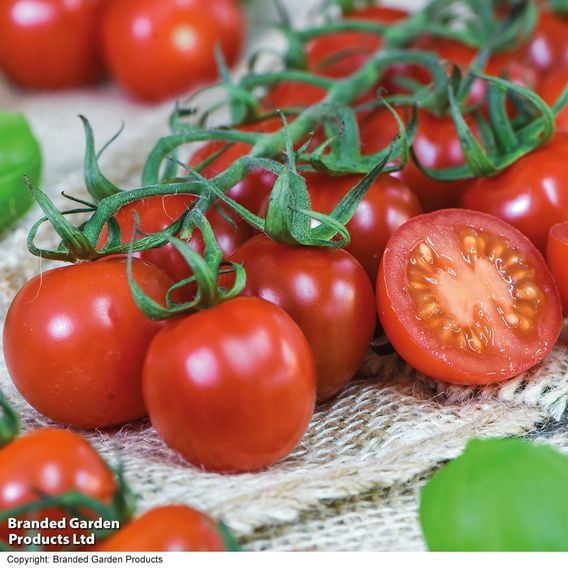 Tomato 'Rubylicious' F1 - Gourmet Veg Seeds