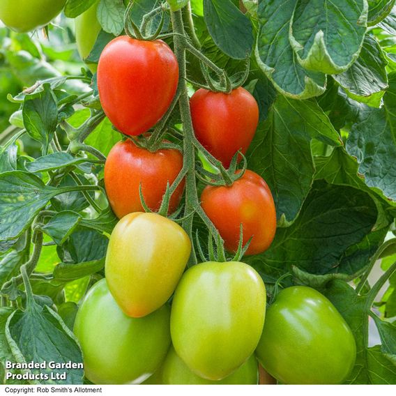 Tomato 'Sahel' F1 - Seeds