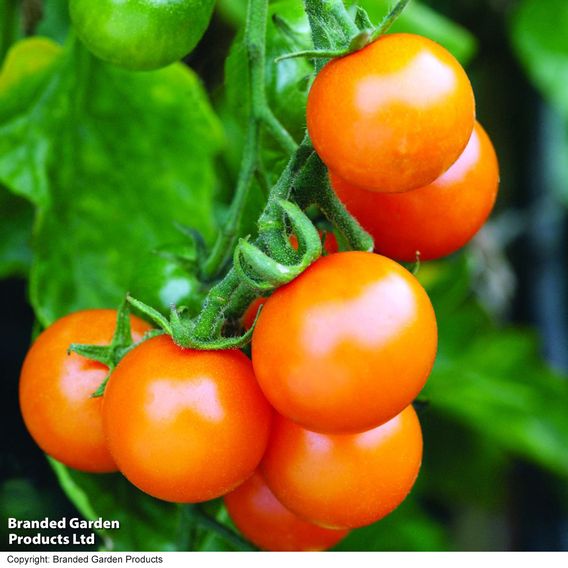 Tomato F1 'Sungold' - Seeds