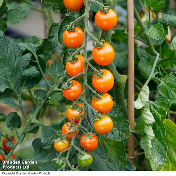 Tomato F1 'Sungold' - Seeds