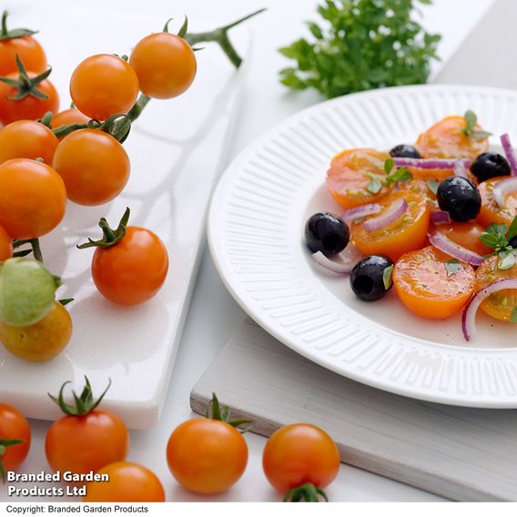 Tomato 'Sungold'