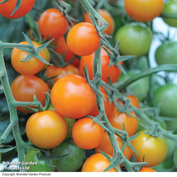 Tomato F1 'Sungold' - Seeds