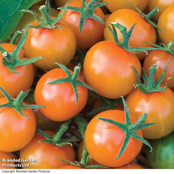 Tomato F1 'Sungold' - Seeds
