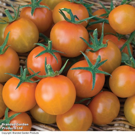 Tomato F1 'Sungold' - Seeds