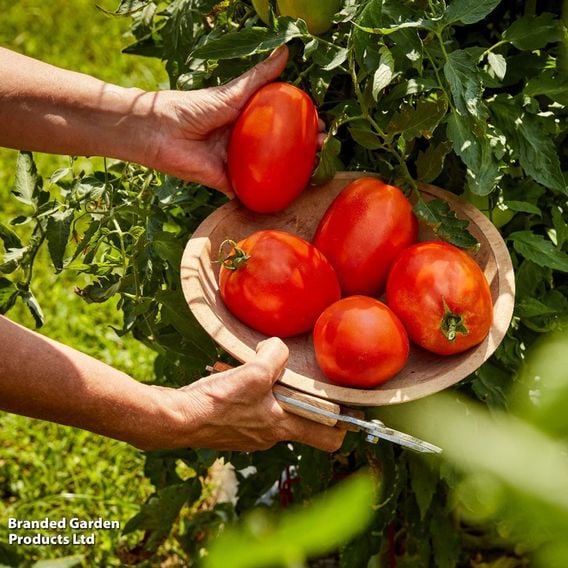 Tomato 'Super Sauce' F1 (Indeterminate) - Seeds