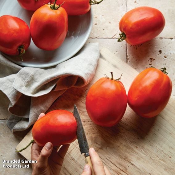 Tomato 'Super Sauce' F1 (Indeterminate) - Seeds