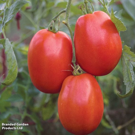 Tomato 'Super Sauce' F1 (Indeterminate) - Seeds