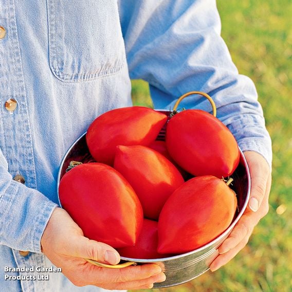 Tomato 'Super Sauce' F1 (Indeterminate) - Seeds