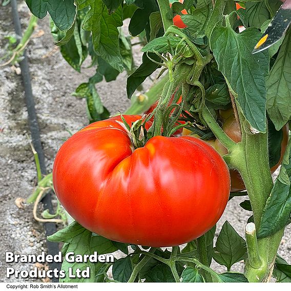 Tomato 'Supersteak' F1 Seeds