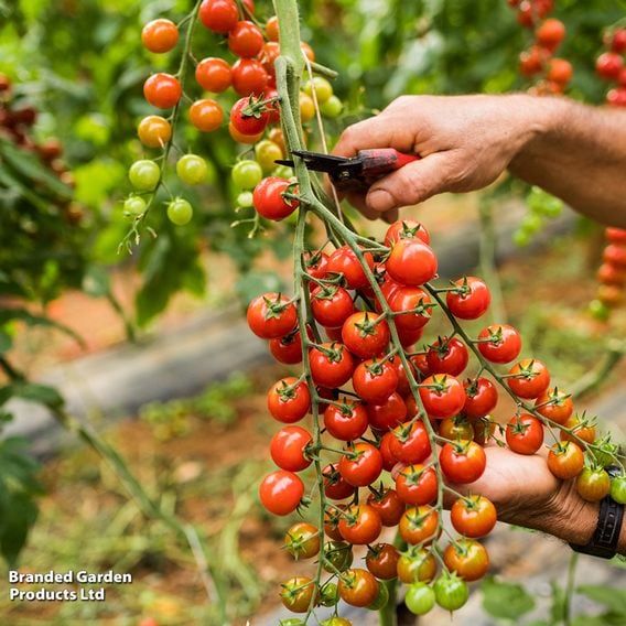 Tomato 'Sweet Aperitif'