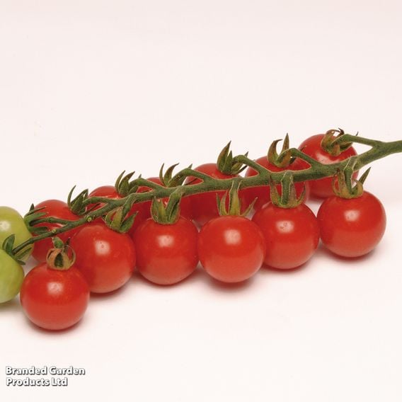Tomato 'Sweet Aperitif'