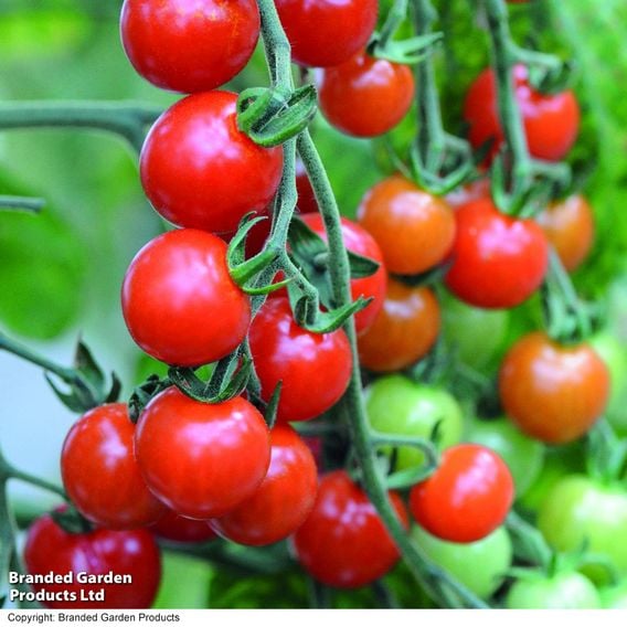 Tomato 'Sweet Aperitif'