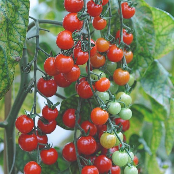 Sweetest Tomato Duo