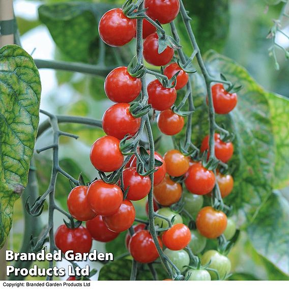 Tomato 'Sweet Aperitif'