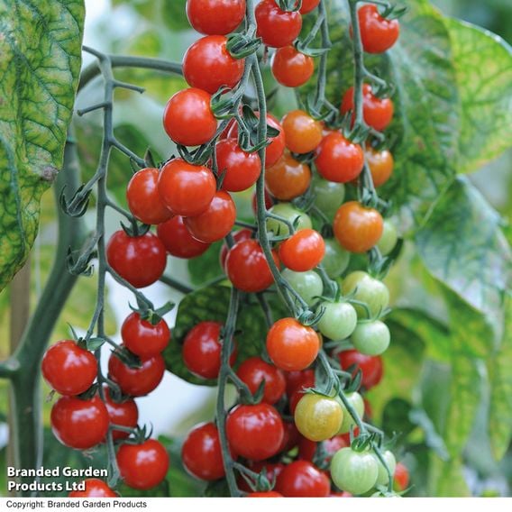 Tomato 'Sweet Aperitif'