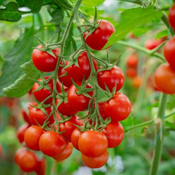 Tomato 'Sweet 100' - Heirloom Tomato Seeds