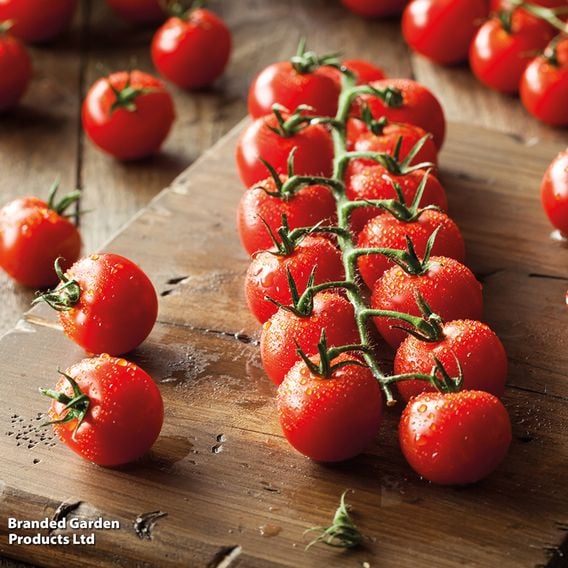 Tomato 'Sweet Aperitif'