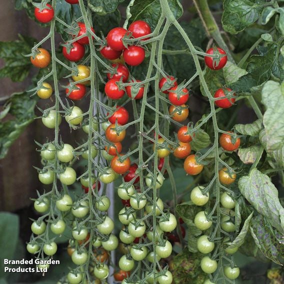 Tomato F1 'Sweet Million' (Indeterminate) - Seeds
